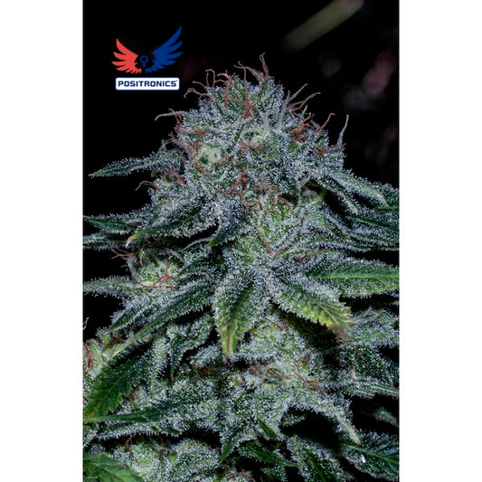 Mystic Cookie 3 u. fem. Positronics Seeds