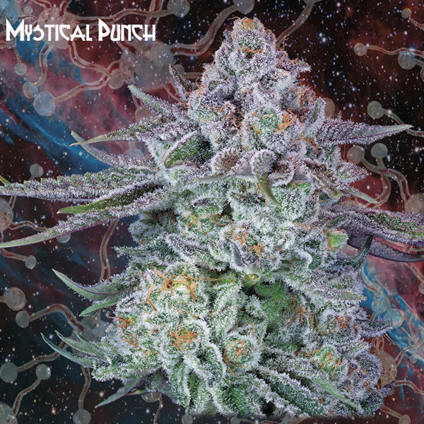 Mystical Punch 1 u. fem. Nemeseeds