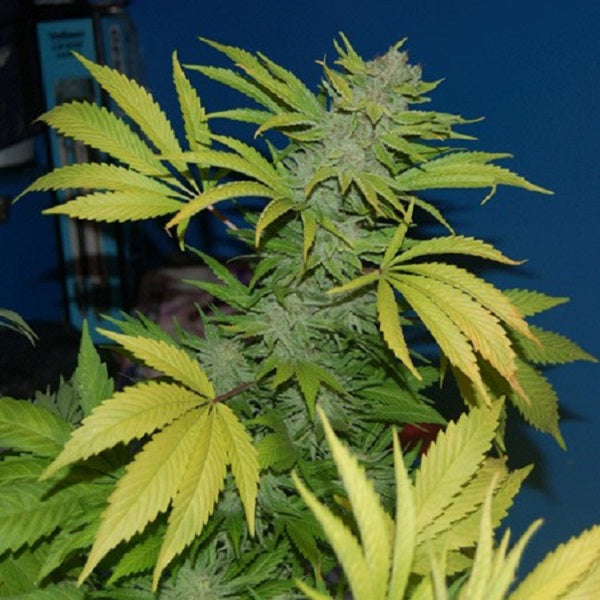 NHS-National Health Service (NL5 / Haze x Skunk) 15 seeds reg. Mr. Nice Limited Edition