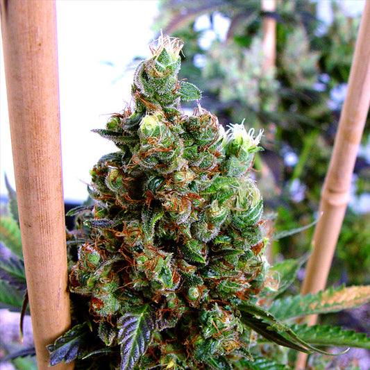 NYC Diesel 3 u. Fem. Soma Seeds