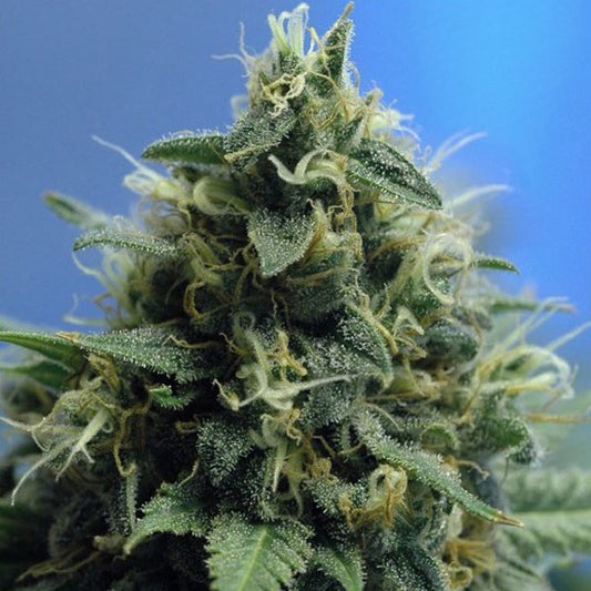 N.Y.P.D 10 u. reg. The Sativa SeedBank