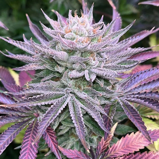 Nasty Runtz 5 u. fem Limited Edition Gratefull Seeds