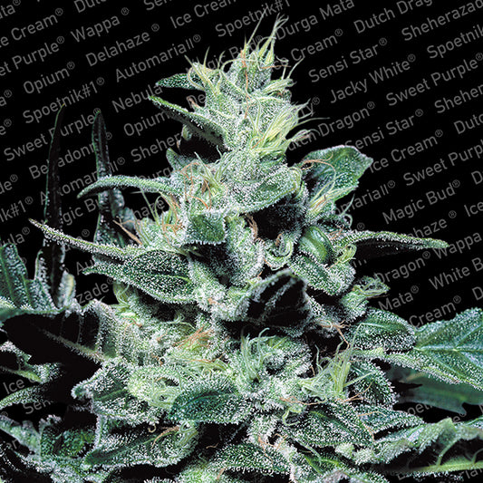Nebula 3 ud. fem. Paradise Seeds