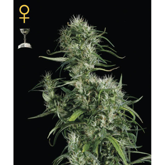 Neville's Haze 10 pc. fem. Green House