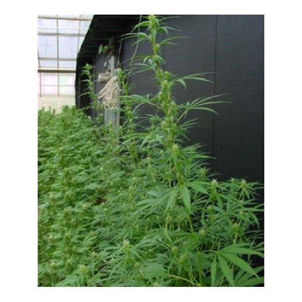 Neville's Haze Mango (Nevilles's Haze x Mango) 15 unità reg. Mr. Nice Ed. Limitata