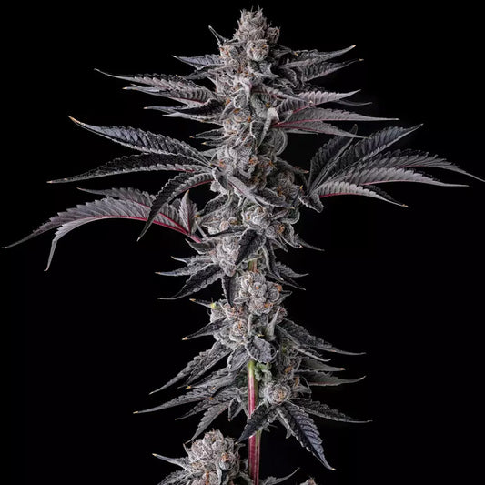 New Money : Black Amber x Eye Candy - 3 u. Fem Compound Genetics