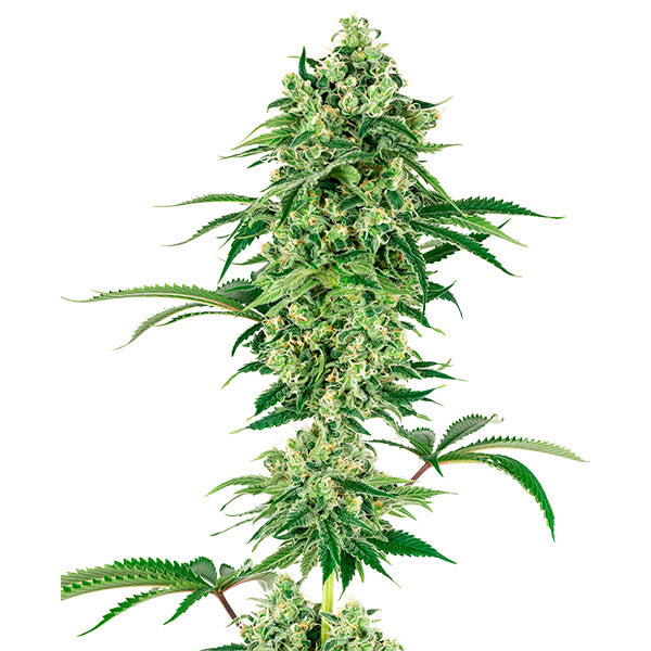 Nicole Hindu Kush 10 semi femminizzati White Label