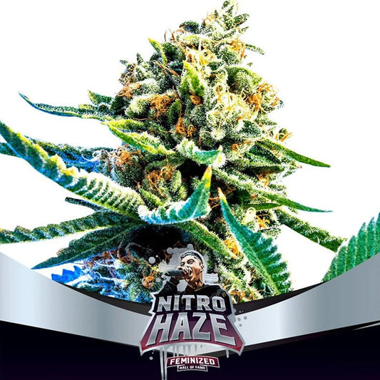 Nitro Haze  4 u. fem BSF Seeds