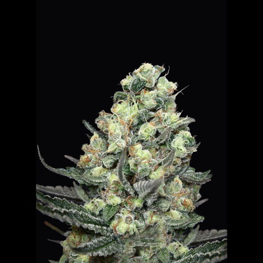 Nordés 1 pc. fem. Absolute Cannabis Seeds