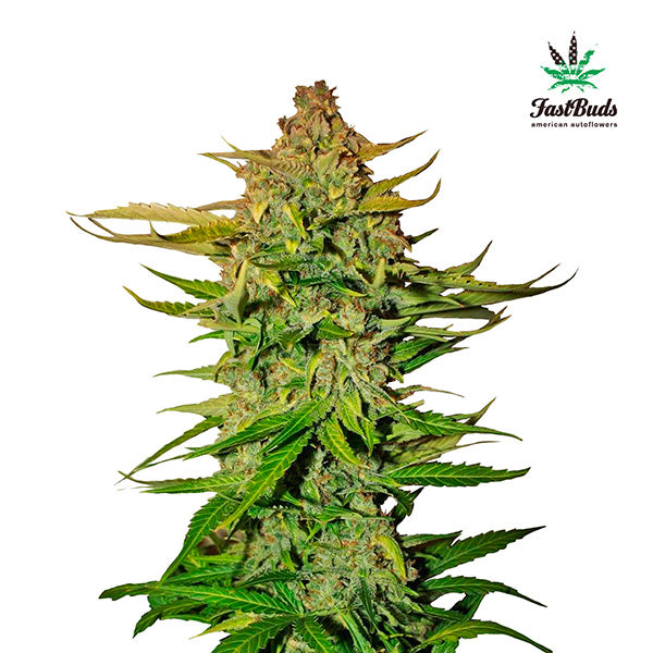 Northern Express 1 ud. fem. FastBuds Seeds (Esaurito all'Origine)