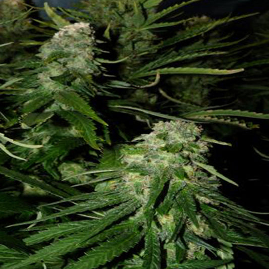Northern Light Special 5 u. fem. KC Brains
