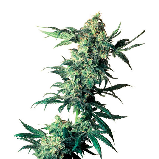 Northern Lights   1 u. fem. Sensi Seeds