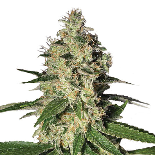 Northern Lights 5 ud. fem. Nirvana