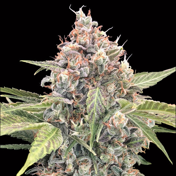 Northern Lights CBD 5 units fem. 00 Seeds