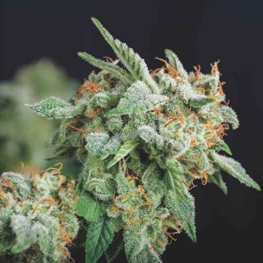 Northern Lights x Runtz  5 u. fem. Pyramid Seeds Gold Line