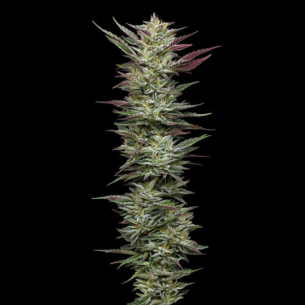 Notorious THC 3 u. fem Humboldt Seeds Company
