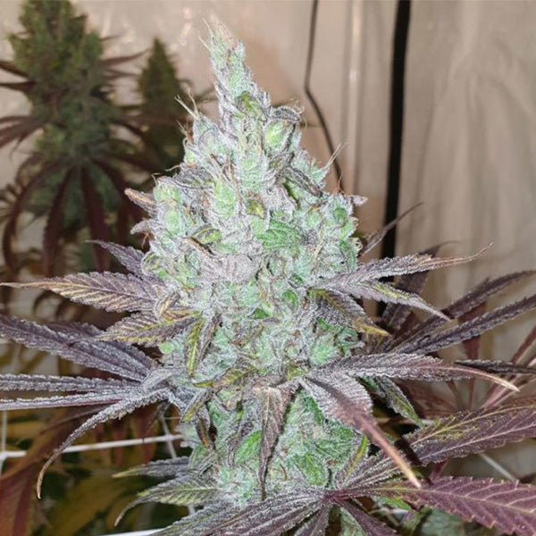 Now N Frutti 6 u. fem Karma Genetics