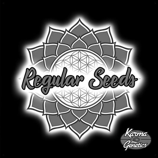 Now N Melon 6 pz. fem Karma Genetics