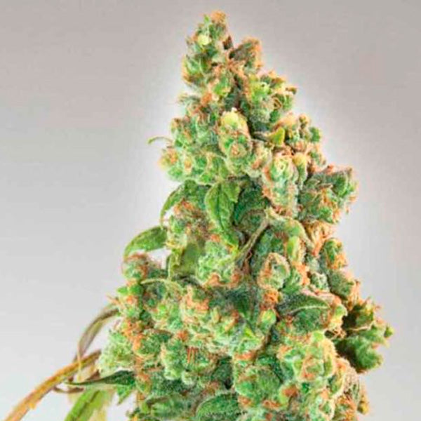 Nurse Lilly CBD 5 fem. Expert Seeds