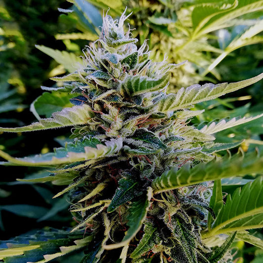 Nuttea Haze 3 pc. fem French Touch Seeds