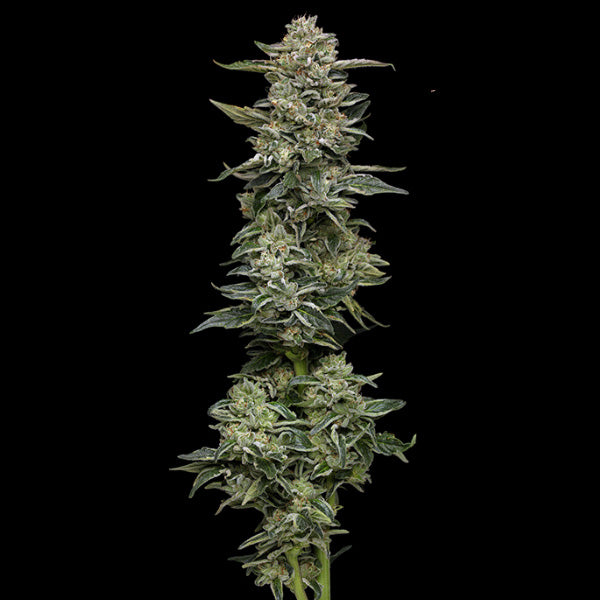 Nutter Budder 3 u. fem Humboldt Seeds Company