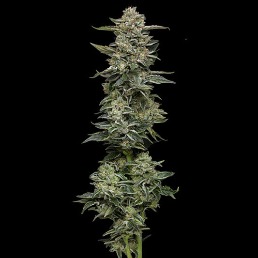 Nutter Budder 3 u. fem Humboldt Seeds Company