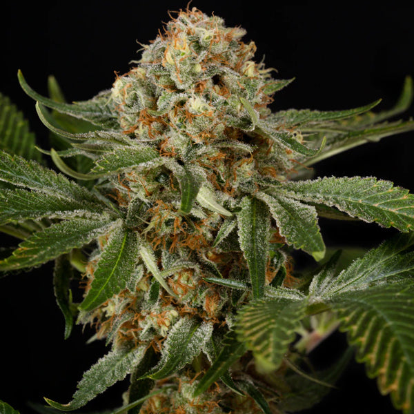 OG Kush 10 pc Silent Seeds