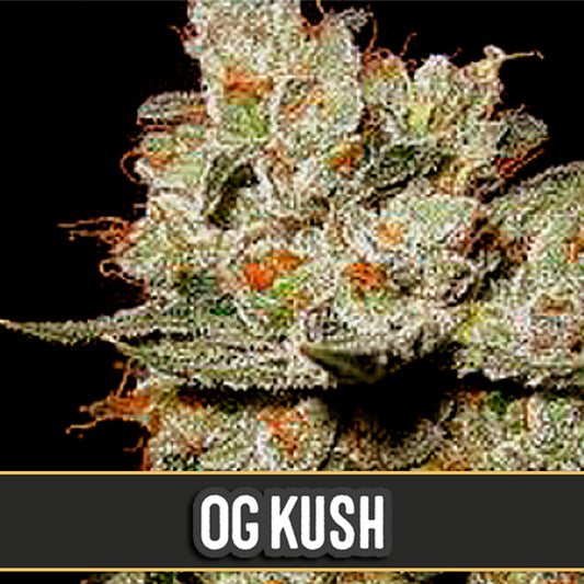 OG's Kush 3 pk. fem. Blimburn Seeds