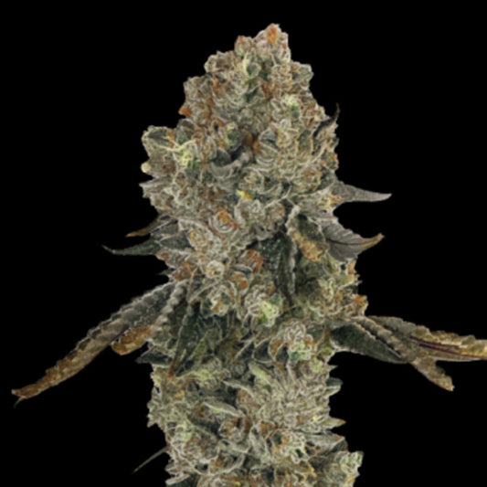 Obsession 3 u. fem Gratefull Seeds