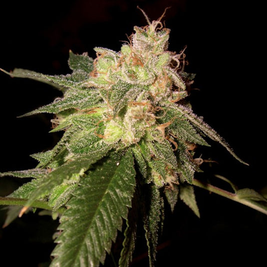 Og Kush 5 pc. fem. DNA Genetics