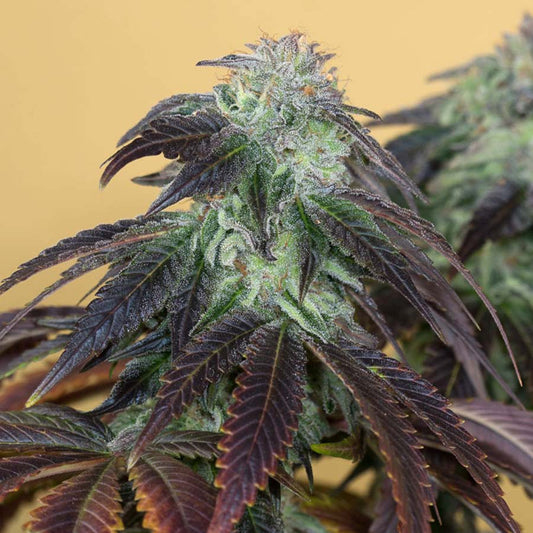 Og Kush  5 ud Humboldt Seed Organization