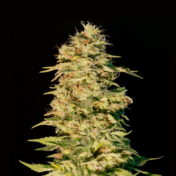 OG Lemon Bilbo 1 ud. fem. Genehtik