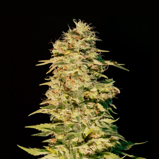 Og Lemon Bilbo 25 units. fem. Genehtik