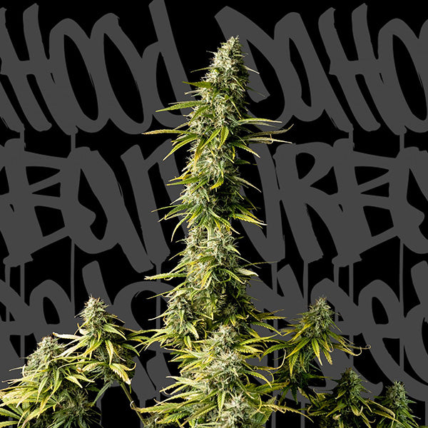 Old Jedi 1 pc. fem. DaHood Urban Seeds