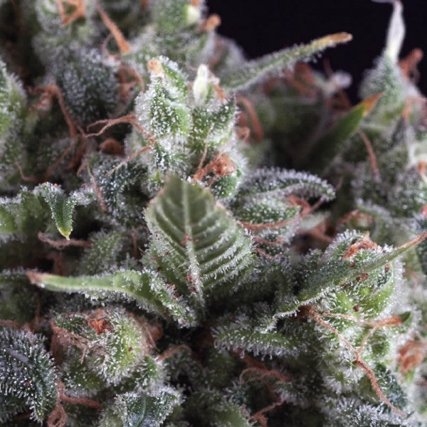 Olympia  1 u. blister x 12 u. fem. Pyramid Seeds