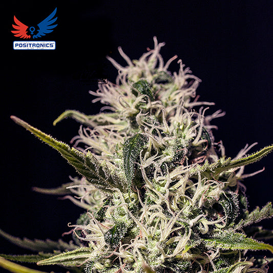 One Love Haze 5 u. fem. Positronics Seeds
