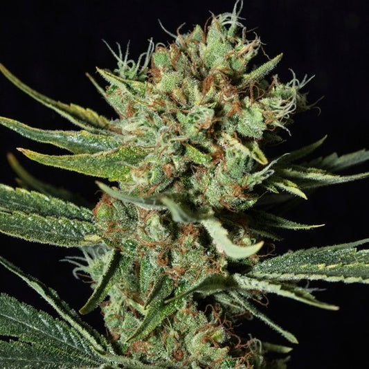 Only CBD 3+1 fem. units Eva Seeds