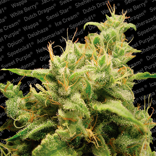 Opium 3 ud. fem. Paradise Seeds