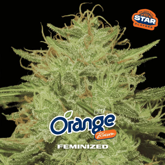 Orange Blossom  4 u. fem BSF Seeds