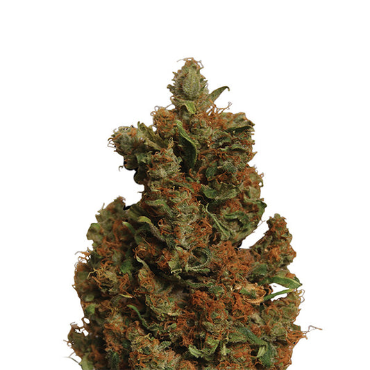 Orange Bud 5 pcs. fem. Nirvana