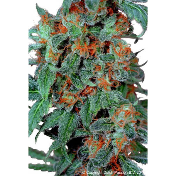 Orange Bud 10 pz. reg. Dutch Passion