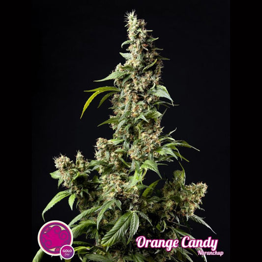 Orange Candy 5-count female philosopher