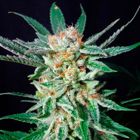 Orange Cinnamon Swirl 5u. G13 Labs