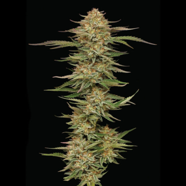 Orange Cream Pop 3 u. fem Humboldt Seeds Company