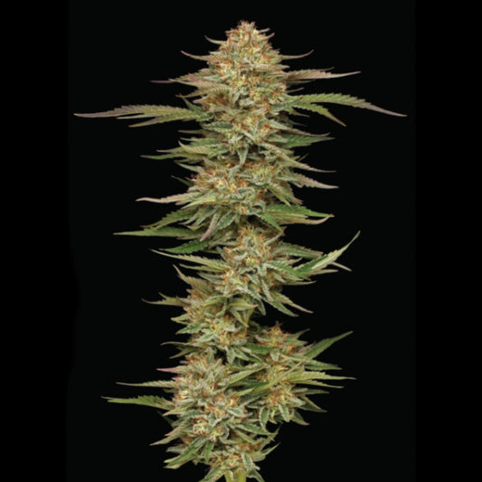 Orange Cream Pop 3 u. fem Humboldt Seeds Company