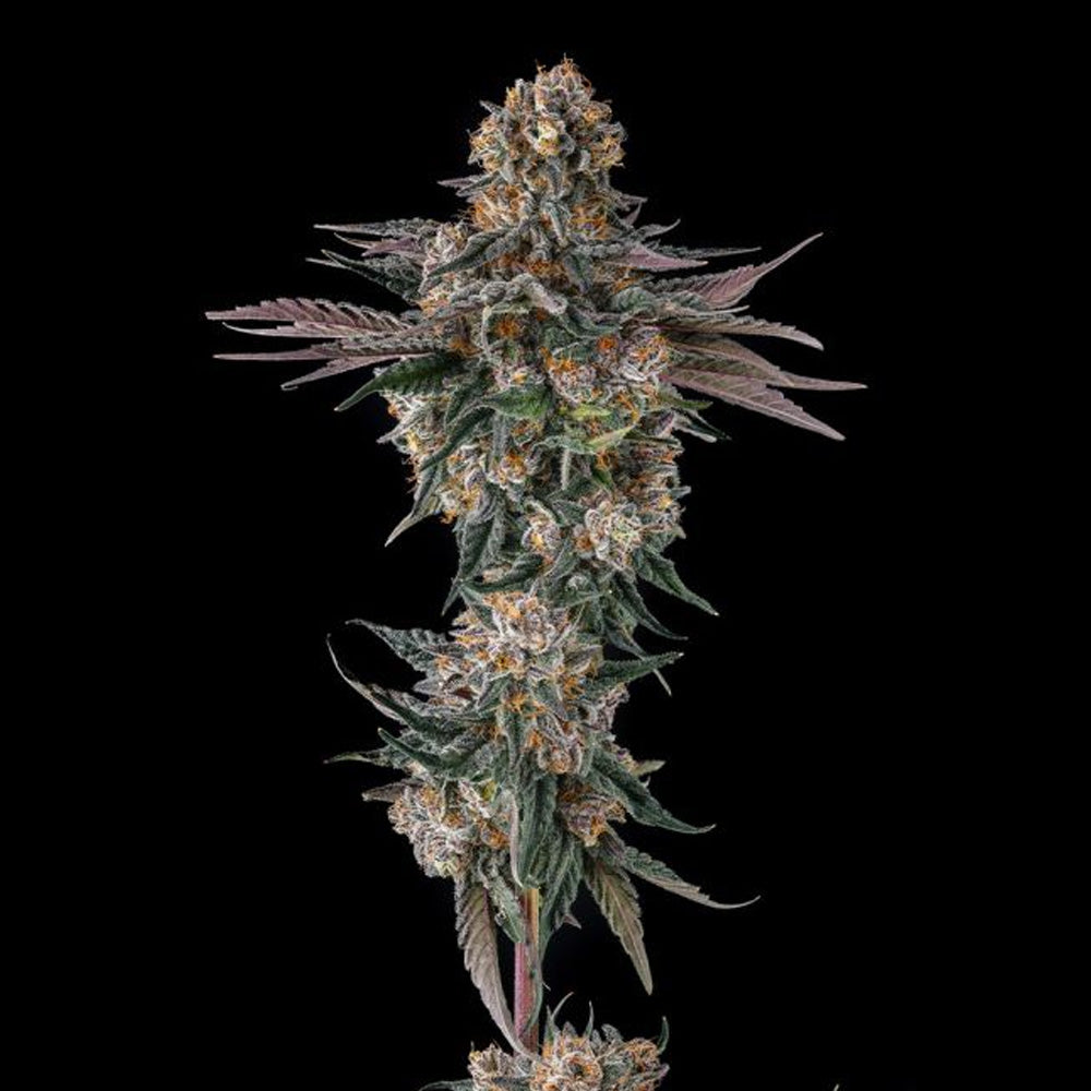 Orange Moon : Ice Cream Man #5 x Black Amber - 3 u. Fem Compound Genetics