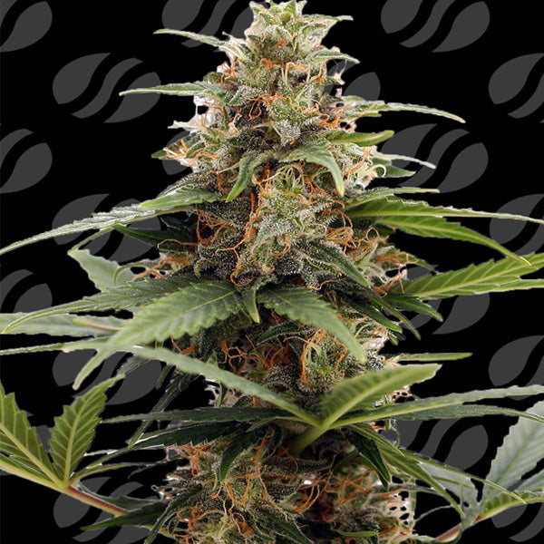 Orange Ooze 10 u. fem. Original Sensible