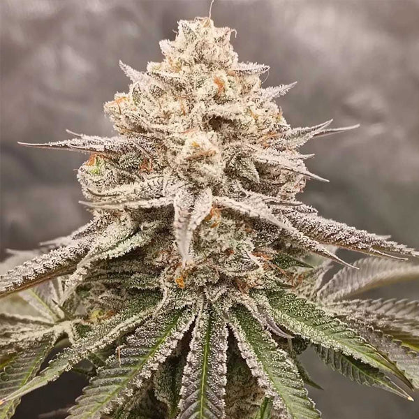 Orange Runtz Cake 2.0 - 7 unità fem Conscious Genetics