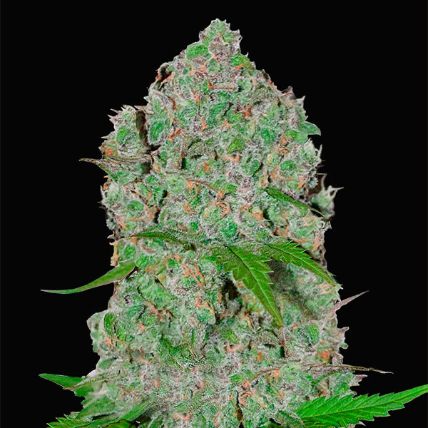 Orange Sherbet Auto 3 pc. fem. FastBuds Seeds