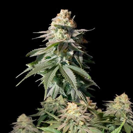 Orange Sherbet Fast Flowering 10 pk. fem. FastBuds Seeds
